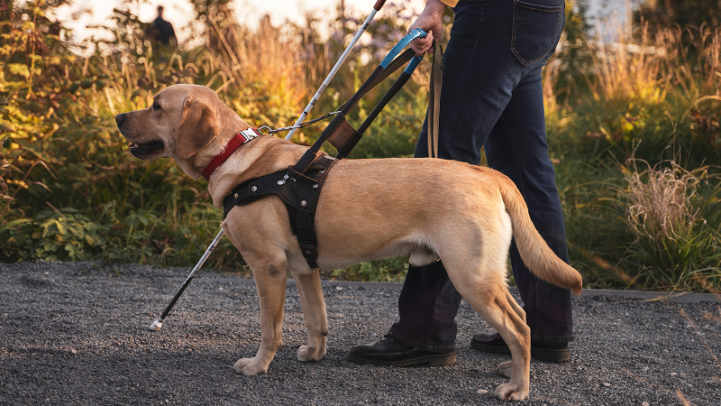 immagine Cani-guida
